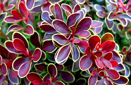 Барбарис Тунберга «Golden Ring» (Berberis thunbergii Golden Ring)