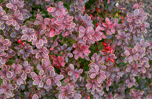 Барбарис Тунберга «Inspiration» (Berberis thunbergii «Inspiration»)