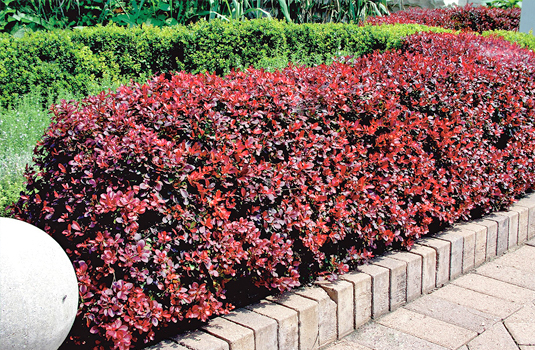 Барбарис Тунберга «Atropurpurea nana» (Berberis thunbergii Atropurpurea Nana)