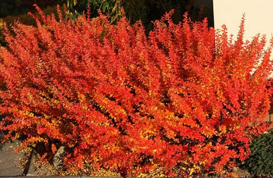 Барбарис Тунберга «Orange Dream» (Berberis thunbergii «Orange Dream»)