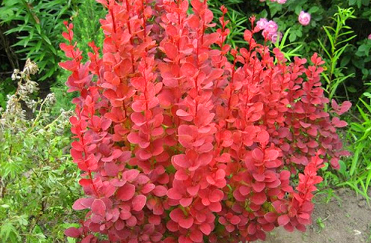 Барбарис Тунберга «Orange Rocket» (Berberis thunbergii «Orange Rocket»)