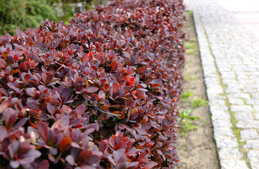 Барбарис Тунберга «Atropurpurea» (Berberis thunbergii Atropurpurea)