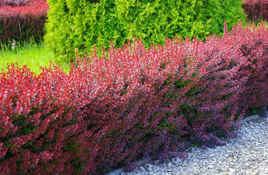 Барбарис оттавский «Superba» (Berberis ottawensis «Superba») 