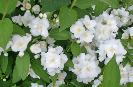 Чубушник «Bouguet Blanc»