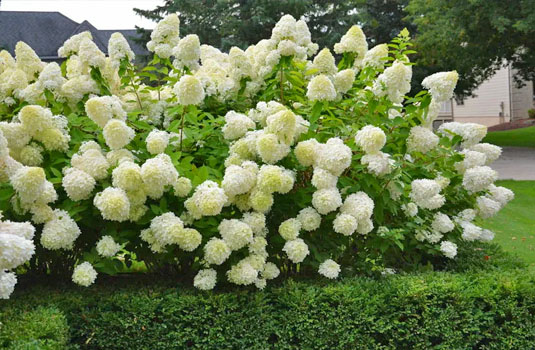 Гортензия метельчатая «Grandiflora»