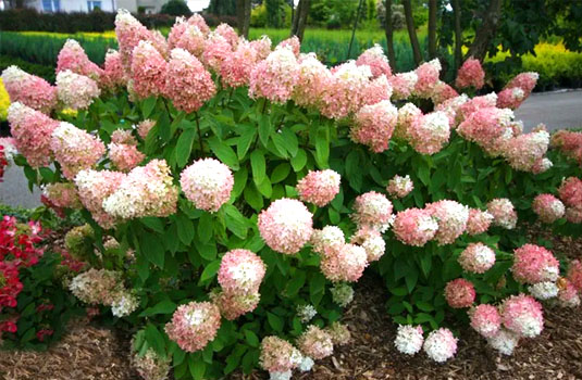 Гортензия метельчатая «Magical Sweet Summer»