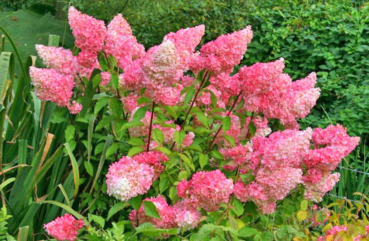 Гортензия метельчатая «Vanille Fraise»