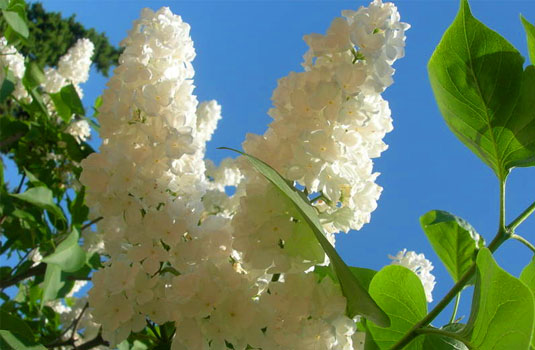 Сирень обыкновенная «Flora»