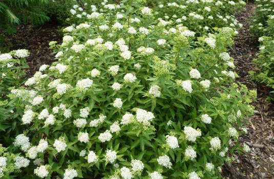 Спирея японская «Albiflora»